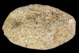 Polished Dinosaur Bone (Gembone) Section - Utah #106889-2